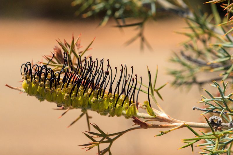Grevillea armigera, photographed by Cal Wood