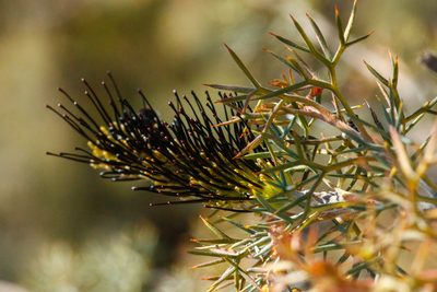 Grevillea armigera, photographed by Cal Wood