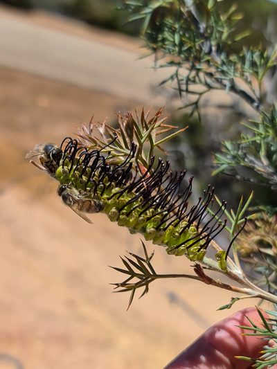 Grevillea armigera, photographed by Cal Wood
