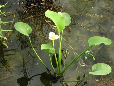 Limnocharis flava, photographed by Francisco Farriols Sarabia