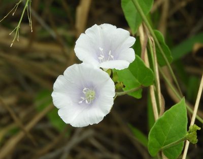 Jacquemontia pringlei, photographed by Francisco Farriols Sarabia