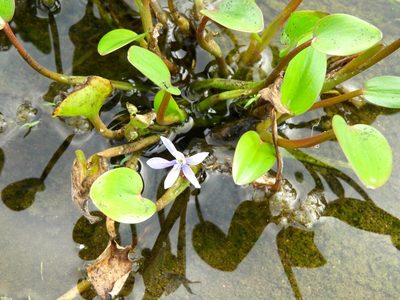 Heteranthera limosa, photographed by Francisco Farriols Sarabia