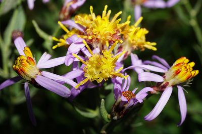 Galatella cana, photographed by Patrick Hacker