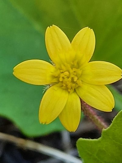Arctotis perfoliata, photographed by kevin koen