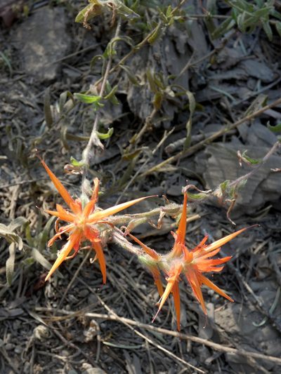 Castilleja disticha, photographed by Kai Squires