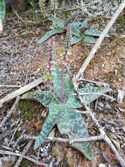 Ledebouria ensifolia, photographed by Christiaan Viljoen