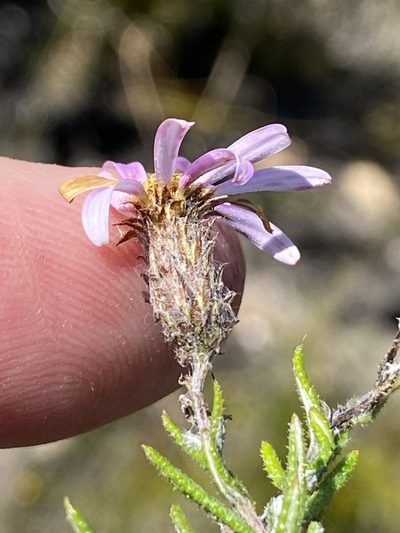 Athrixia heterophylla, photographed by Dave U