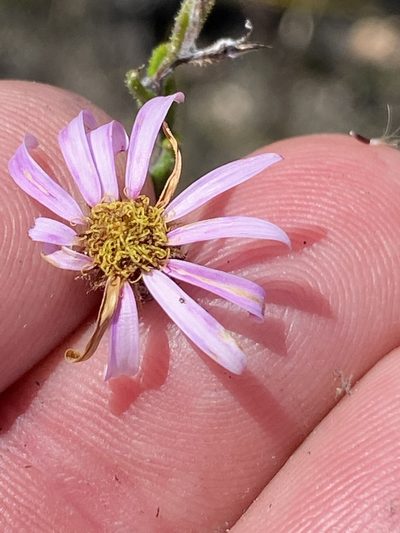 Athrixia heterophylla, photographed by Dave U