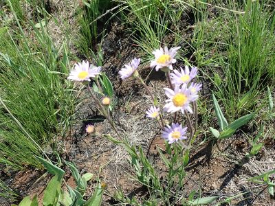Afroaster hispidus