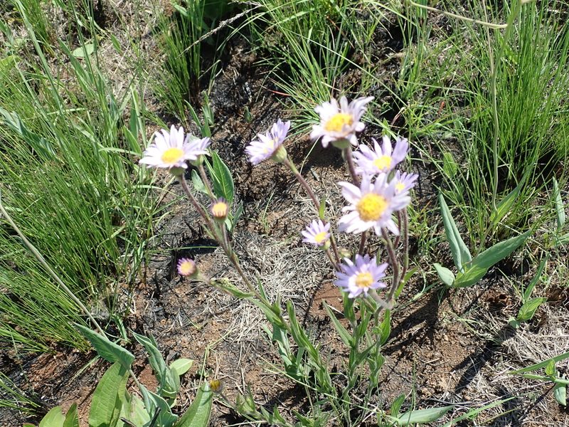 Afroaster hispidus, photographed by Peter Warren
