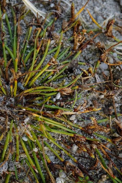 Cyperus pannonicus, photographed by Patrick Hacker