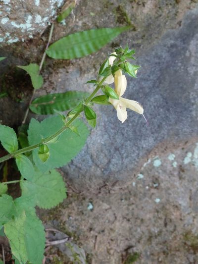 Salvia nipponica, photographed by WATANABE Hitoshi 渡辺仁