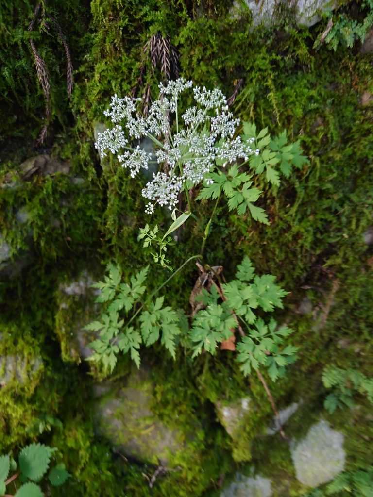 Angelica polymorpha, photographed by WATANABE Hitoshi 渡辺仁