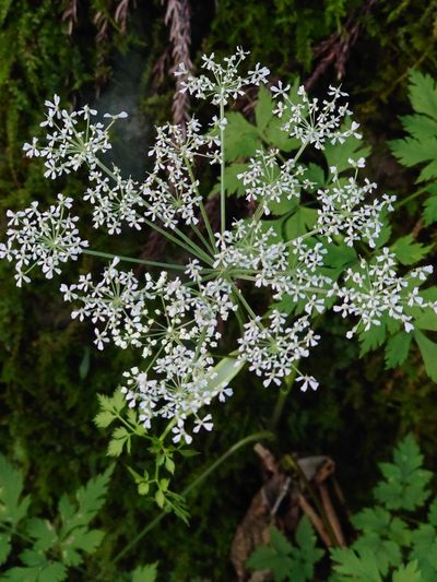 Angelica polymorpha, photographed by WATANABE Hitoshi 渡辺仁
