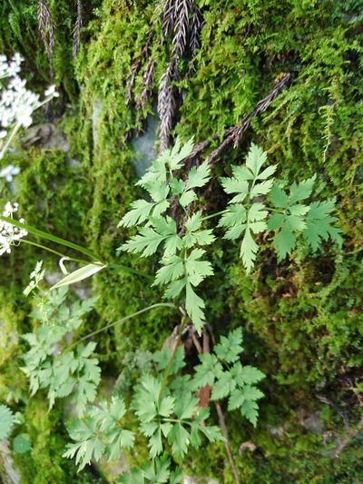 Angelica polymorpha, photographed by WATANABE Hitoshi 渡辺仁