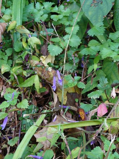 Isodon effusus, photographed by WATANABE Hitoshi 渡辺仁