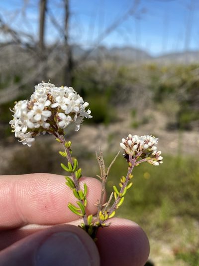Selago glomerata, photographed by Dave U
