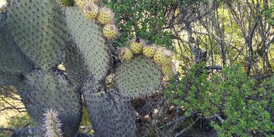 Opuntia huajuapensis, photographed by Tereso Hernández Morales
