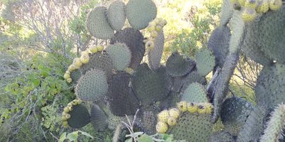 Opuntia huajuapensis, photographed by Tereso Hernández Morales