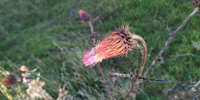 Cirsium conspicuum, photographed by Tereso Hernández Morales