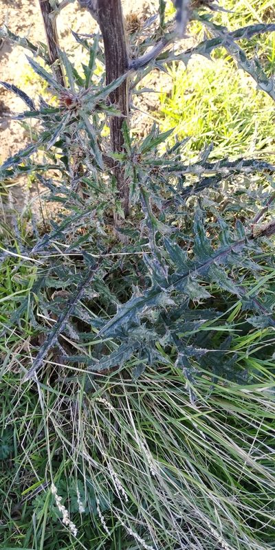 Cirsium conspicuum, photographed by Tereso Hernández Morales