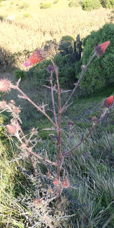 Cirsium conspicuum, photographed by Tereso Hernández Morales