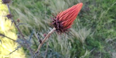 Cirsium conspicuum, photographed by Tereso Hernández Morales