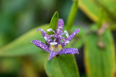 Tricyrtis hirta, photographed by WATANABE Hitoshi 渡辺仁