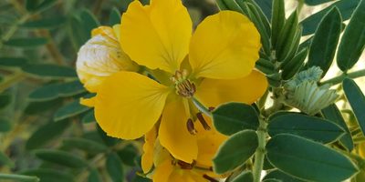 Senna multiglandulosa, photographed by Tereso Hernández Morales