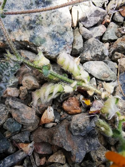 Adesmia eremophila, photographed by Aira Francisca Faúndez Fallau