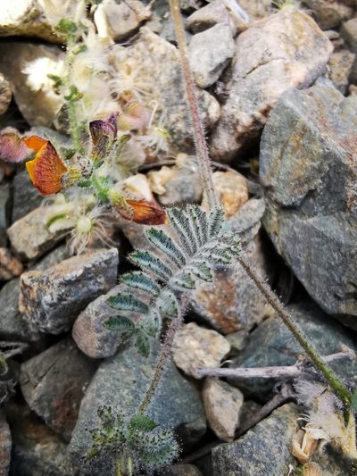 Adesmia eremophila, photographed by Aira Francisca Faúndez Fallau
