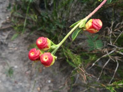 Hermannia flammea, photographed by chrishorak