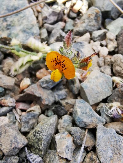 Adesmia eremophila, photographed by Aira Francisca Faúndez Fallau
