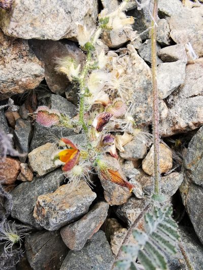 Adesmia eremophila, photographed by Aira Francisca Faúndez Fallau