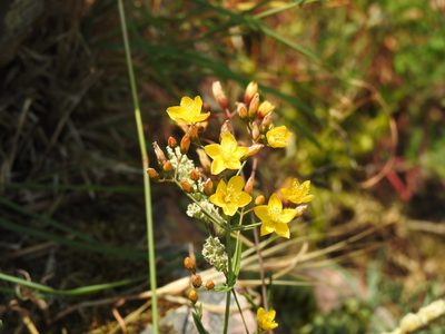 Hypericum linariifolium, photographed by Duarte Frade