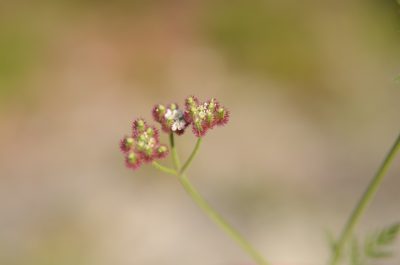 Torilis africana, photographed by Charleen Brunke