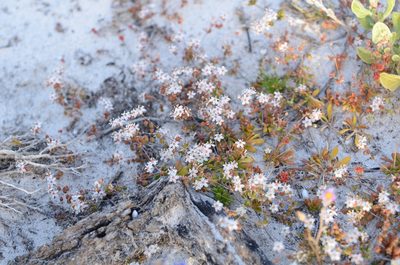 Pharnaceum cordifolium, photographed by Charleen Brunke