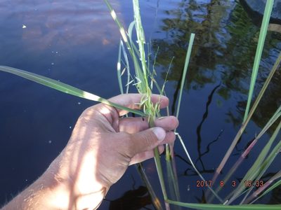 Zizania palustris, photographed by Rose Zappa