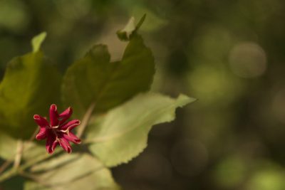 Euonymus latifolius, photographed by Вячеслав Юсупов
