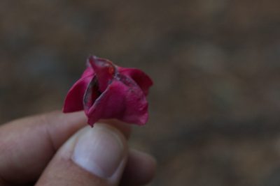 Euonymus latifolius, photographed by Вячеслав Юсупов