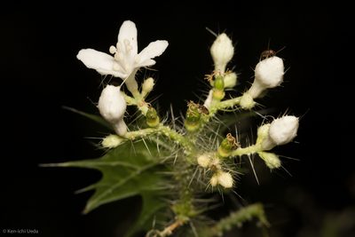 Cnidoscolus angustidens, photographed by Ken-ichi Ueda