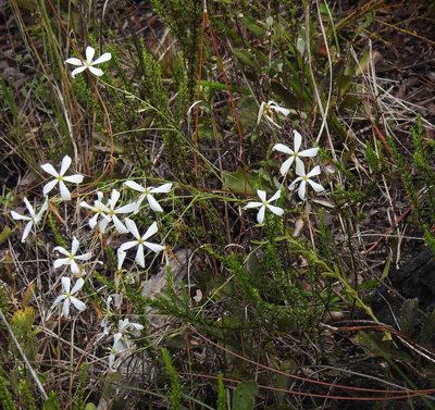 Sabatia brevifolia, photographed by Laura Gaudette