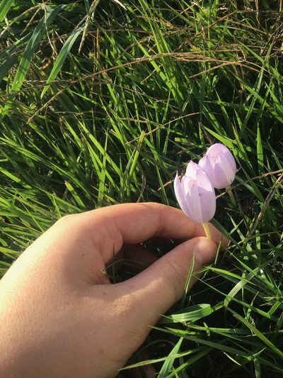 Crocus kotschyanus, photographed by William Harmon