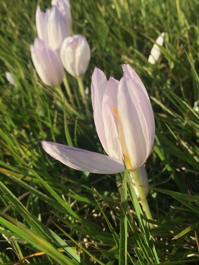 Crocus kotschyanus, photographed by William Harmon