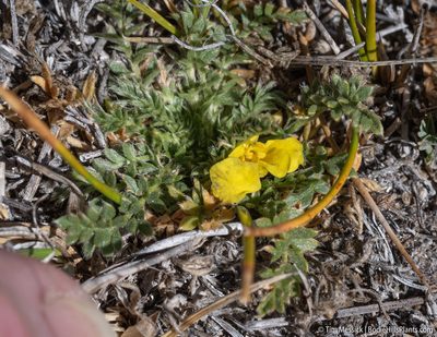 Potentilla millefolia, photographed by Tim Messick