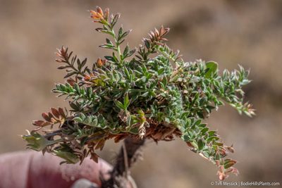 Potentilla millefolia, photographed by Tim Messick