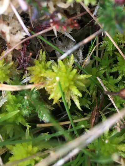 Sphagnum inundatum, photographed by rmjb