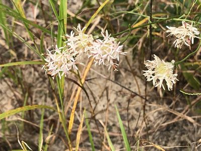 Palafoxia integrifolia, photographed by novvictan