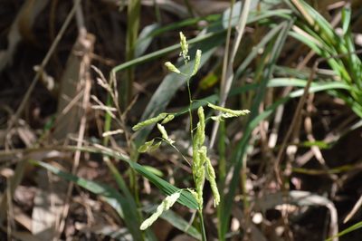 Leersia lenticularis, photographed by Dan Johnson