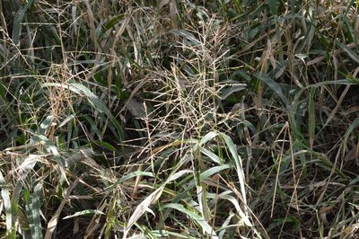 Panicum gymnocarpum, photographed by Dan Johnson